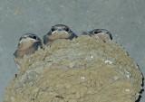 Barn Swallow Neslings