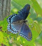 Red-spotted Purple