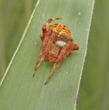 Neoscona arabesca