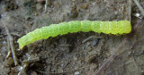 Orange Panopoda Moth Caterpillar (8589)(TENTATIVE)