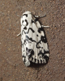 The Hebrew Moth (9285)