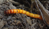 Click Beetle Larvae (Wireworm)