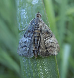 Unidentified Moths