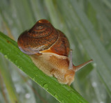 Land Snail