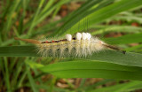 White-marked Tussock Moth Larva (8316)