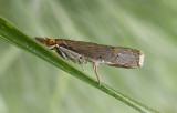 Bluegrass Webworm Moth (5451)