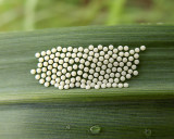 Unidentified Stinkbug Eggs