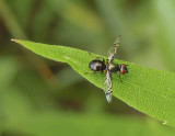 Picture-winged Fly