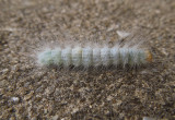 The Laugher Moth Caterpillar (9189)