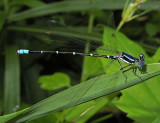 Blue-ringed Dancer (Male)