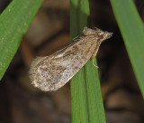 Tubeworm Moth (0386)