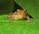 Northern Spring Peeper