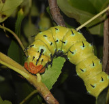 Regal Moth Caterpillar (7706)