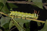 Regal Moth Caterpillar (7706)