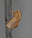 Yellow-collared Slug Moth (4667)