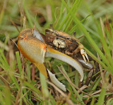 Sand Fiddler Crab