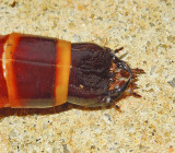 Click Beetle Larva (Wireworm)