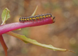 Neighbor Moth Caterpillar (8110)