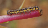 Neighbor Moth Caterpillar (8110)