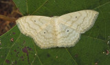 Large Lace-border Moth (7159)