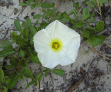 Beach Morning Glory 