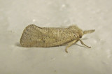 Easterm Grass=tubeworm Moth (0372)