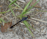 Seaside Dragonlet 