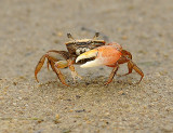 Sand Fiddler Crab 