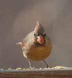 Northern Cardinal