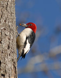 Red-headed Woodpecker