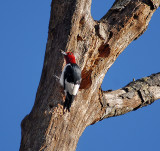 Red-Headed Woodpecker