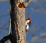 Red-headed Woodpecker