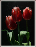 April 26 - Tulips