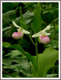 June 18 - Showy Ladys Slipper