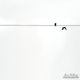 birds on a wire