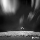 lonetree with clouds