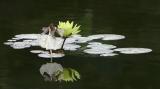 Reflections