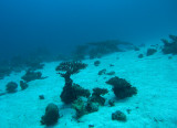 Exploring another reality - Dahab, Eel Garden diving site