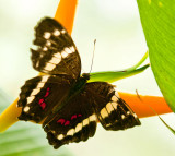 banded-peacock