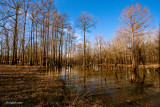 Beaver Pond March 12