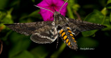 Hummingbird Moth April 1