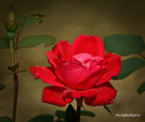 Rose April 2