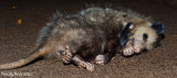 Playing Possum