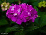 Hydrangea May 19