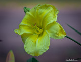 Day Lily May 24
