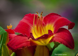 Day Lily May 26