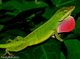 Green Anole May 27