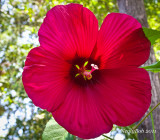 Hibiscus June 22