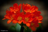 Kaffir Lily August 10