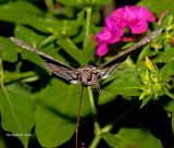 HummingBird Moth
